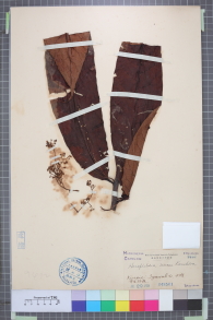 Specimen thumbnail